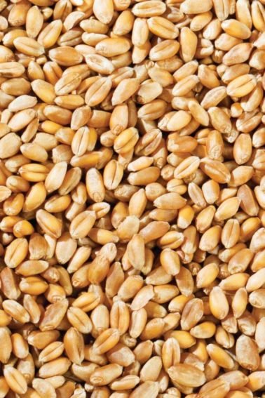 Wheat grains