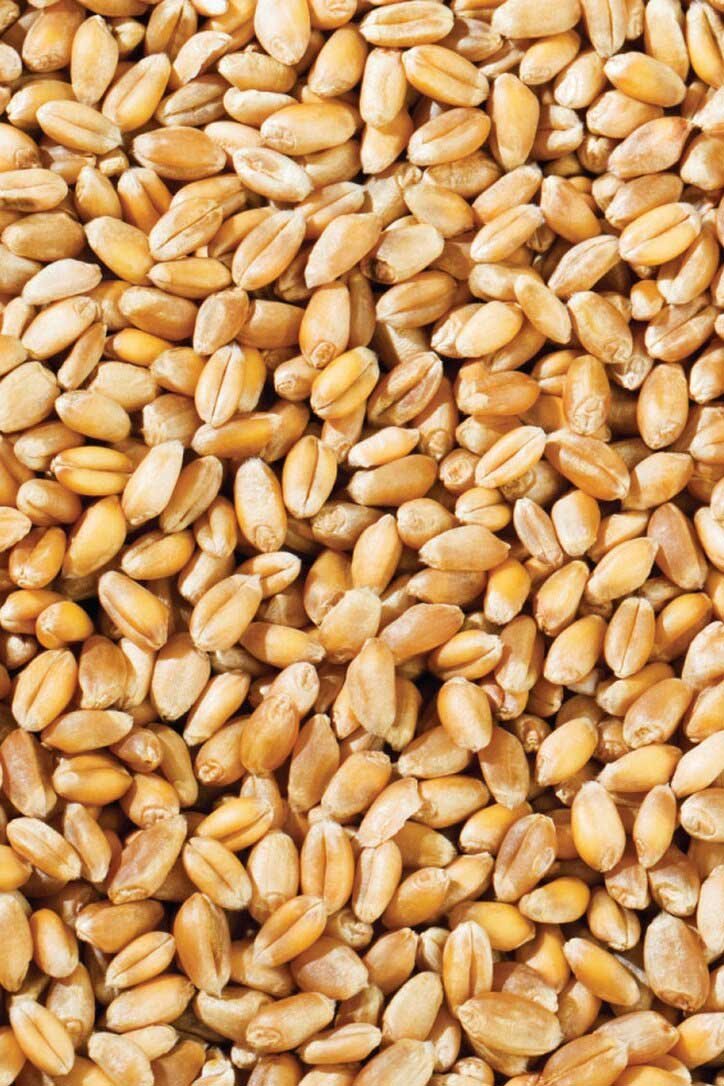 Wheat grains